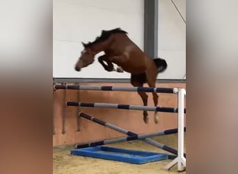 Caballo de salto Oldenburgo, Semental, 8 años, 177 cm, Castaño