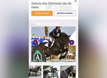 Caballo de salto Oldenburgo, Semental, 4 años, 170 cm, Alazán