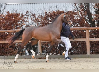 Caballo de salto Oldenburgo, Semental, 3 años, 167 cm, Castaño