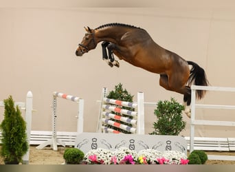 Caballo de salto Oldenburgo, Semental, 3 años, 167 cm, Castaño