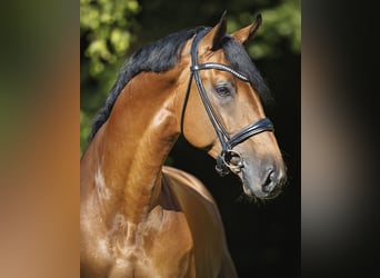 Caballo de salto Oldenburgo, Semental, 5 años, 171 cm, Castaño