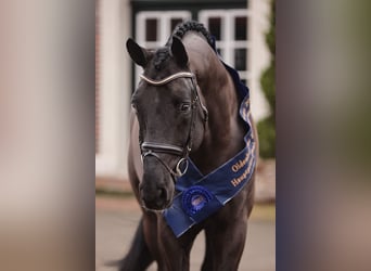 Caballo de salto Oldenburgo, Semental, 8 años, 178 cm, Negro