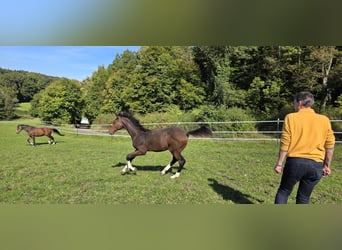 Caballo de salto Oldenburgo, Semental, Potro (04/2025), 135 cm, Castaño oscuro