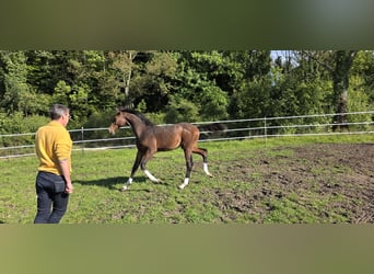 Caballo de salto Oldenburgo, Semental, Potro (04/2025), 135 cm, Castaño oscuro