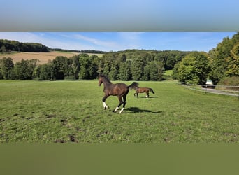 Caballo de salto Oldenburgo, Semental, Potro (04/2025), 135 cm, Castaño oscuro