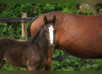 Caballo de salto Oldenburgo, Semental, Potro (04/2026), 168 cm, Negro