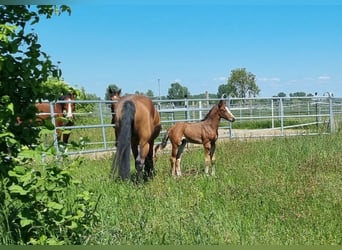 Caballo de salto Oldenburgo, Semental, Potro (04/2025), 169 cm, Castaño