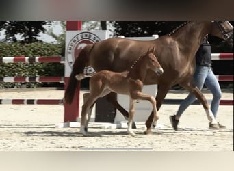 Caballo de salto Oldenburgo, Semental, Potro (06/2024), 170 cm, Alazán