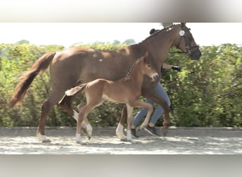 Caballo de salto Oldenburgo, Semental, Potro (06/2024), 170 cm, Alazán