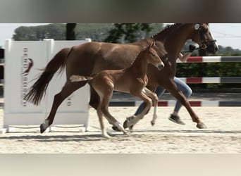 Caballo de salto Oldenburgo, Semental, Potro (06/2024), 170 cm, Alazán