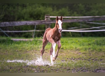 Caballo de salto Oldenburgo, Semental, Potro (04/2024), 170 cm, Castaño