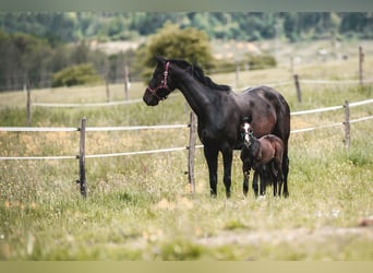 Caballo de salto Oldenburgo, Semental, Potro (05/2024), 170 cm, Musgo