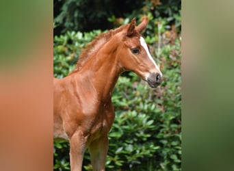 Caballo de salto Oldenburgo, Semental, Potro (04/2026), 172 cm, Alazán