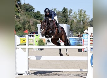 Caballo de salto Oldenburgo, Semental, Potro (05/2026), 173 cm, Musgo