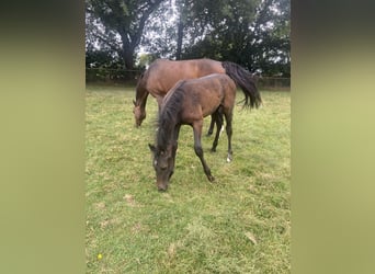 Caballo de salto Oldenburgo, Semental, Potro (05/2025), 175 cm, Musgo
