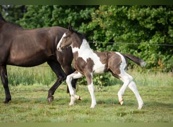 Caballo de salto Oldenburgo, Semental, Potro (05/2024), 175 cm, Pío