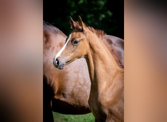 Caballo de salto Oldenburgo, Semental, Potro (06/2024), Alazán