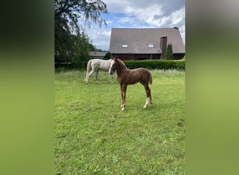 Caballo de salto Oldenburgo, Semental, Potro (04/2026), Alazán