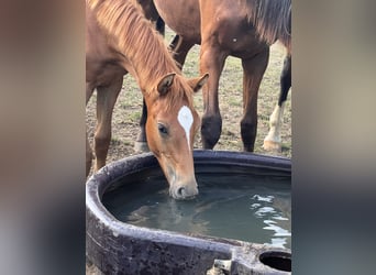 Caballo de salto Oldenburgo, Semental, Potro (04/2024), Alazán