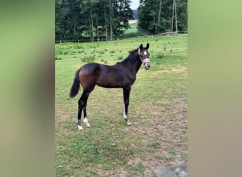 Caballo de salto Oldenburgo, Semental, Potro (04/2026)