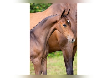 Caballo de salto Oldenburgo, Semental, Potro (06/2025)