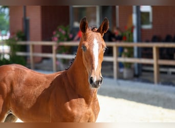 Caballo de salto Oldenburgo, Semental, Potro (05/2024)