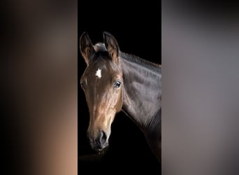 Caballo de salto Oldenburgo, Semental, Potro (04/2026), Castaño
