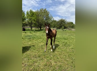 Caballo de salto Oldenburgo, Semental, , Castaño