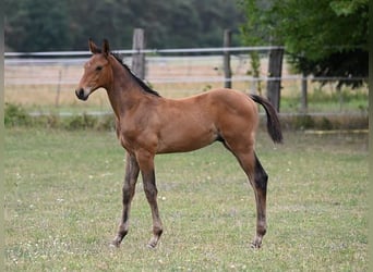 Caballo de salto Oldenburgo, Semental, Potro (05/2026), Castaño