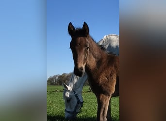 Caballo de salto Oldenburgo, Semental, Potro (04/2026), Castaño