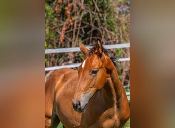 Caballo de salto Oldenburgo, Semental, Potro (04/2026), Castaño