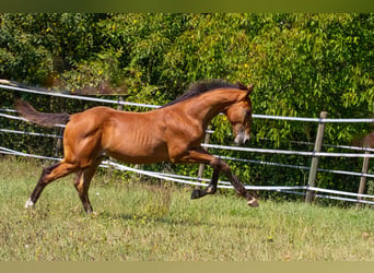 Caballo de salto Oldenburgo, Semental, Potro (04/2026), Castaño