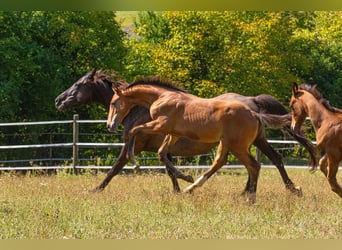 Caballo de salto Oldenburgo, Semental, Potro (04/2026), Castaño
