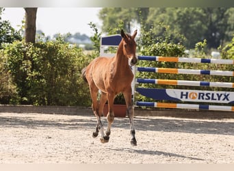 Caballo de salto Oldenburgo, Semental, Potro (03/2024), Castaño