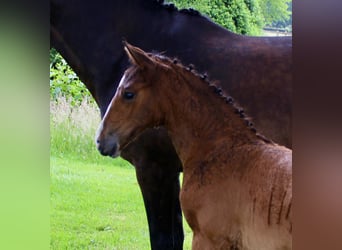 Caballo de salto Oldenburgo, Semental, , Castaño