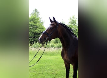 Caballo de salto Oldenburgo, Semental, , Castaño
