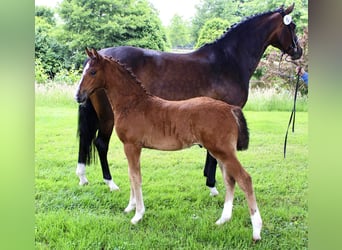 Caballo de salto Oldenburgo, Semental, , Castaño