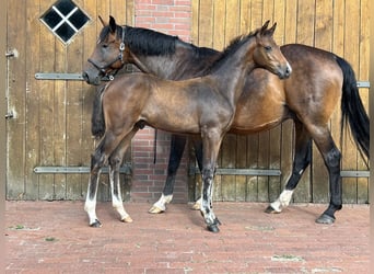 Caballo de salto Oldenburgo, Semental, Potro (04/2024), Castaño oscuro