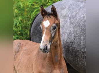 Caballo de salto Oldenburgo, Semental, Potro (03/2026), Musgo marrón