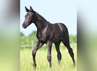 Caballo de salto Oldenburgo, Semental, Potro (05/2026), Negro