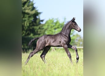 Caballo de salto Oldenburgo, Semental, Potro (05/2026), Negro