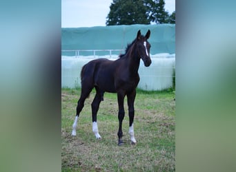Caballo de salto Oldenburgo, Semental, Potro (04/2026), Negro
