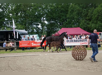 Caballo de salto Oldenburgo, Semental, Potro (04/2026), Negro