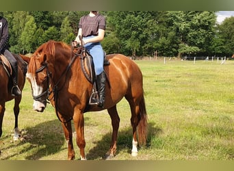 Caballo de salto Oldenburgo, Yegua, 10 años, 160 cm, Alazán