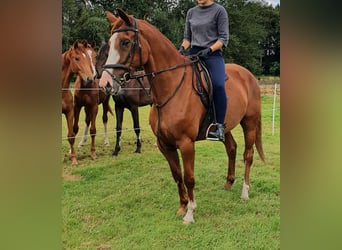 Caballo de salto Oldenburgo, Yegua, 10 años, 160 cm, Alazán