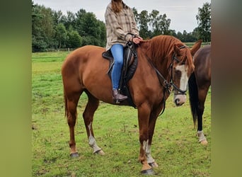 Caballo de salto Oldenburgo, Yegua, 10 años, 160 cm, Alazán