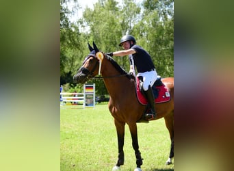 Caballo de salto Oldenburgo, Yegua, 10 años, 163 cm, Castaño claro