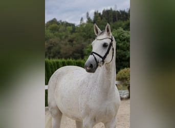 Caballo de salto Oldenburgo, Yegua, 10 años, 166 cm, Tordo