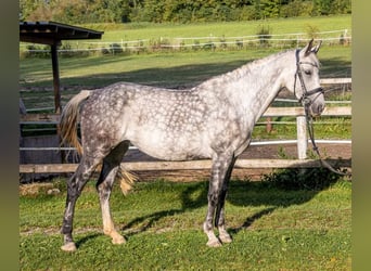 Caballo de salto Oldenburgo, Yegua, 10 años, 166 cm, Tordo