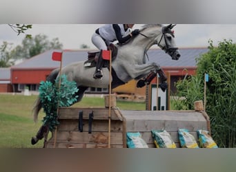 Caballo de salto Oldenburgo, Yegua, 10 años, 168 cm, Tordo rodado